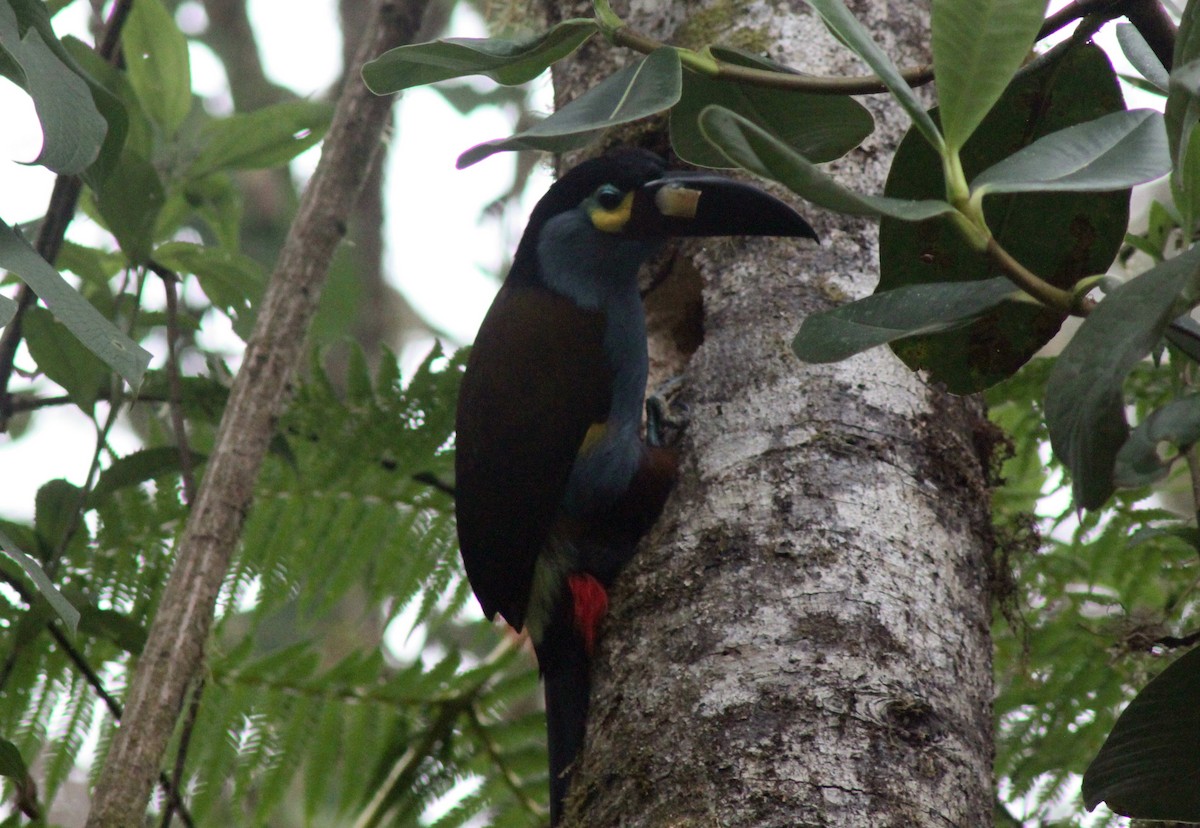 Toucan montagnard - ML652232814