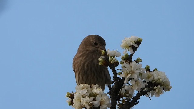 Мексиканская чечевица - ML652232824