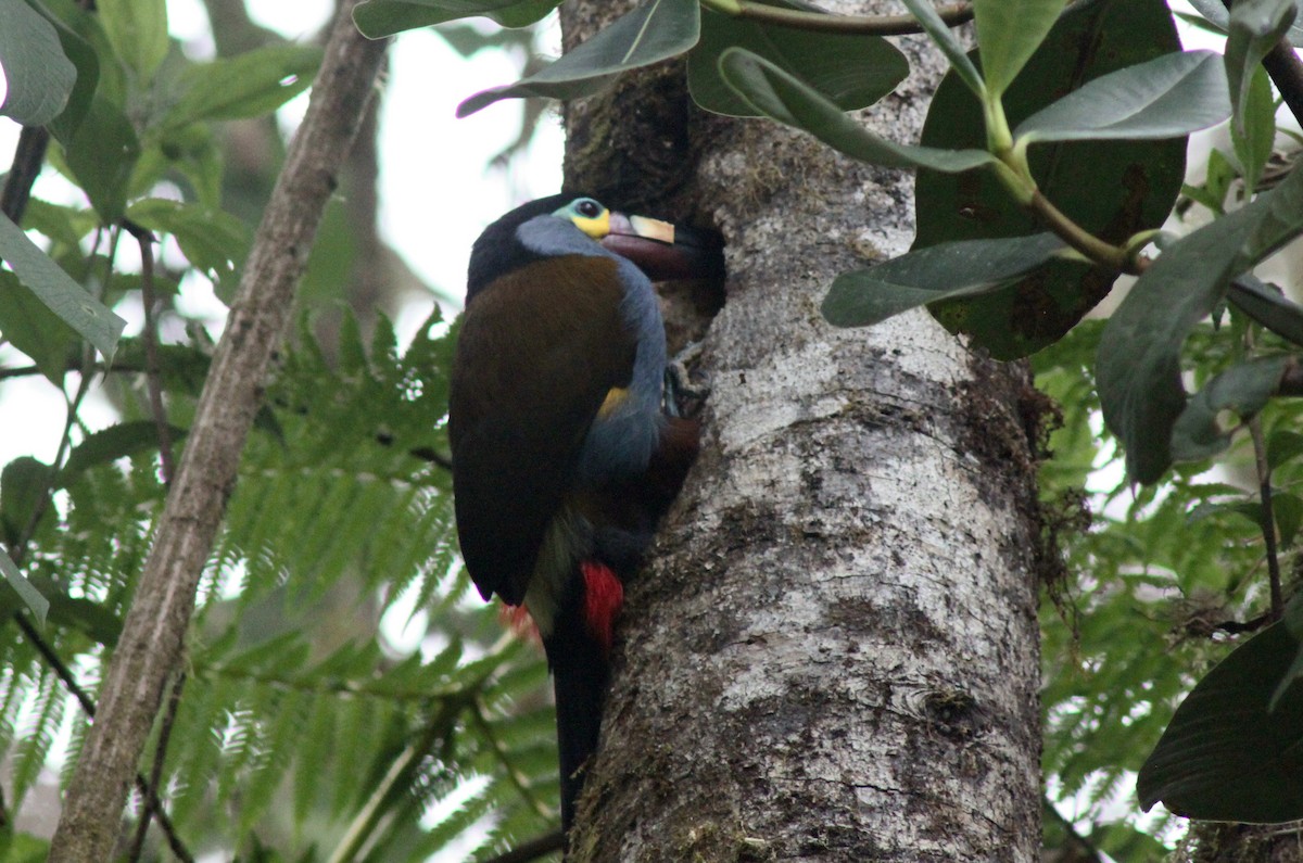Toucan montagnard - ML652232838