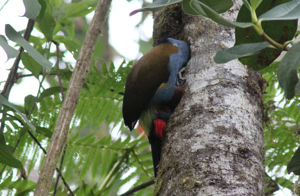 Toucan montagnard - ML652232855