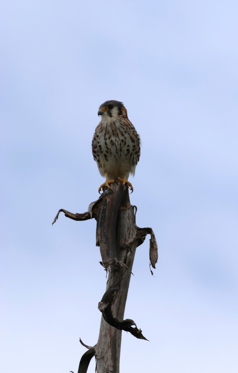 Боривітер американський - ML652232876