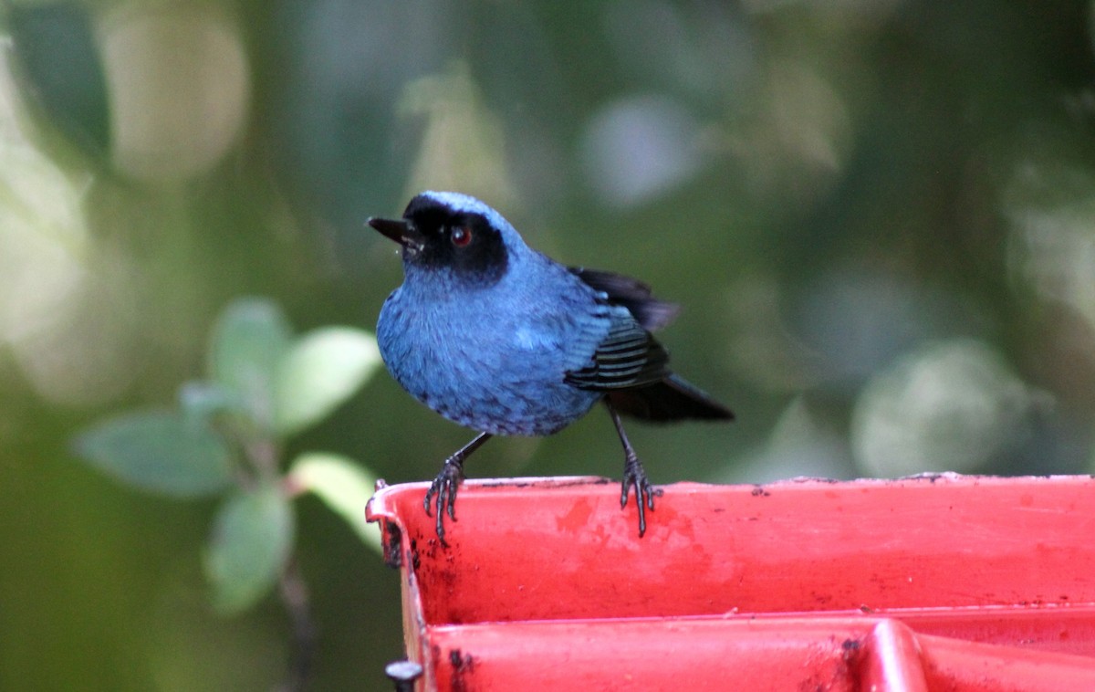 Percefleur masqué - ML652232936