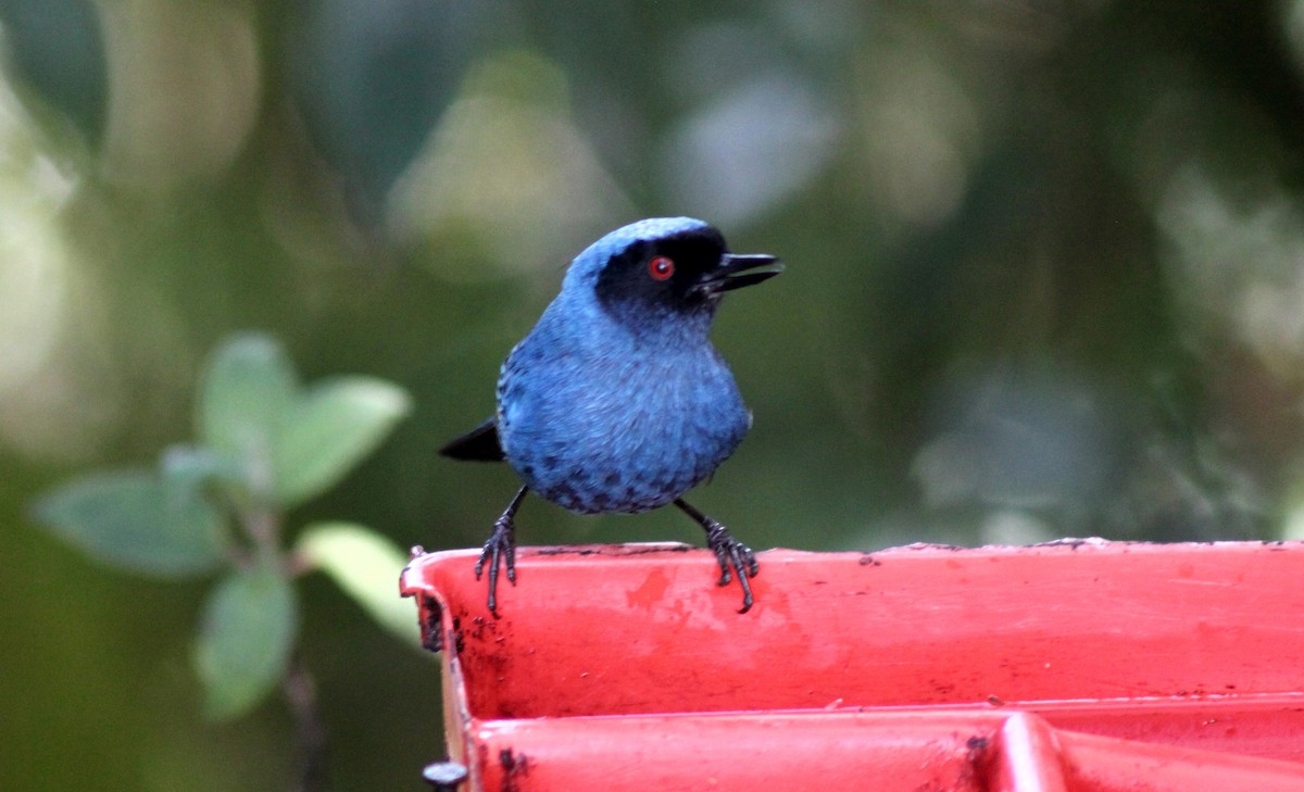 Percefleur masqué - ML652232944