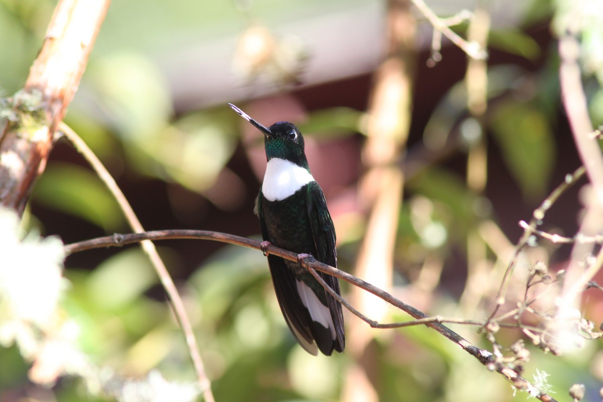 Inca à collier - ML652233029