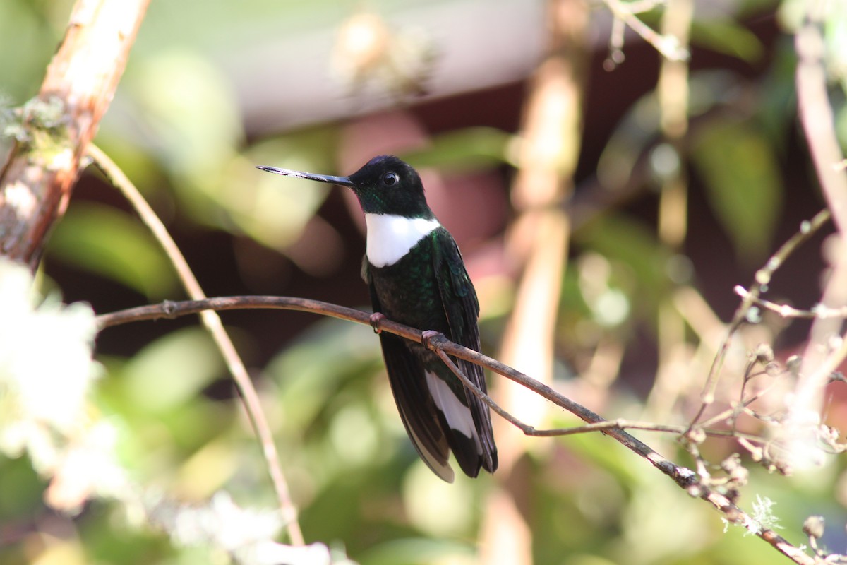 Inca à collier - ML652233044