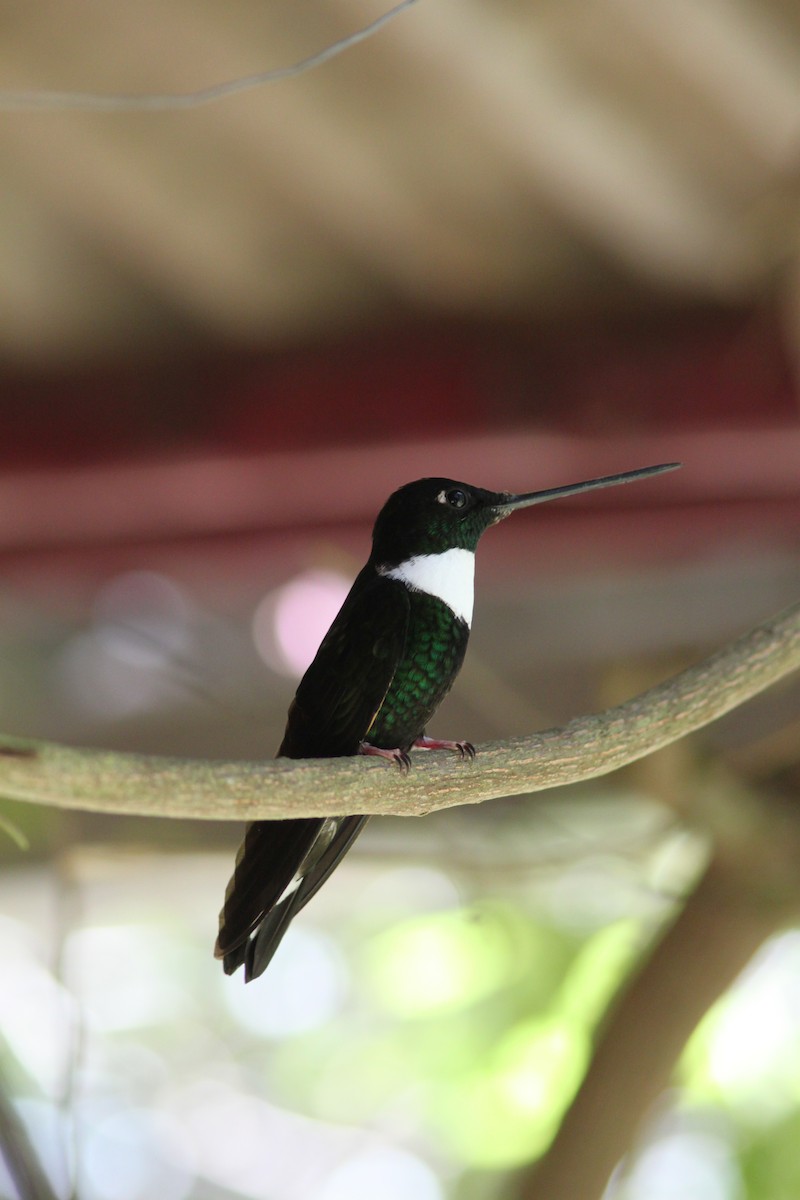 Inca à collier - ML652233085