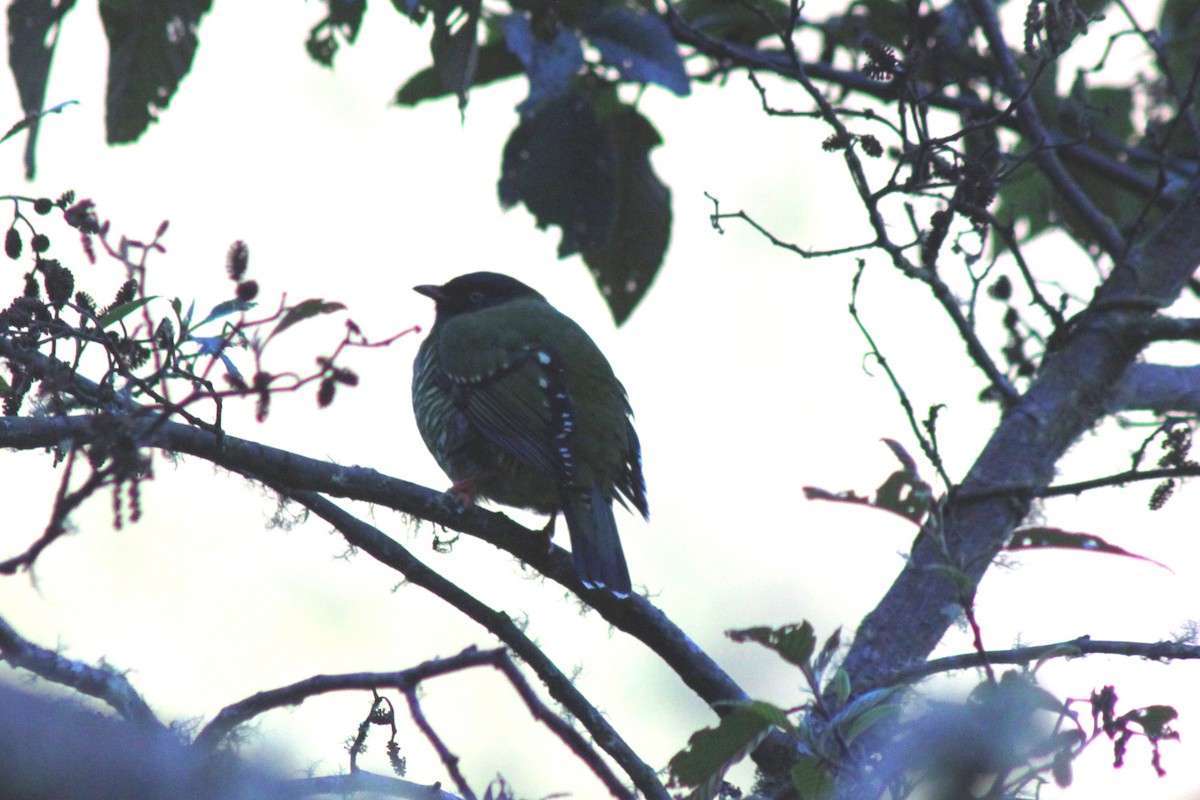 Cotinga barré - ML652233105