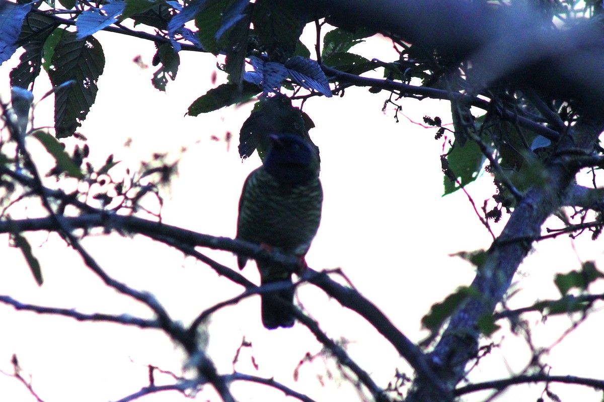 Cotinga barré - ML652233110