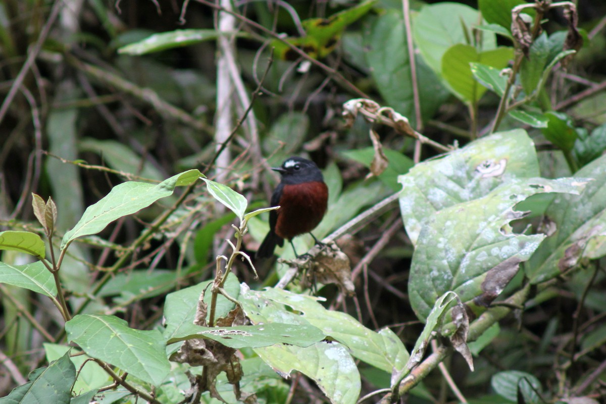 Pitajo à ventre brun - ML652233133