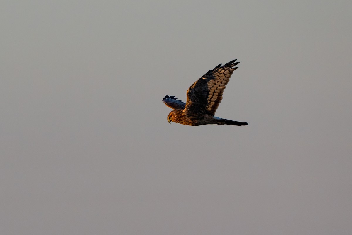 זרון אמריקני - ML652233330