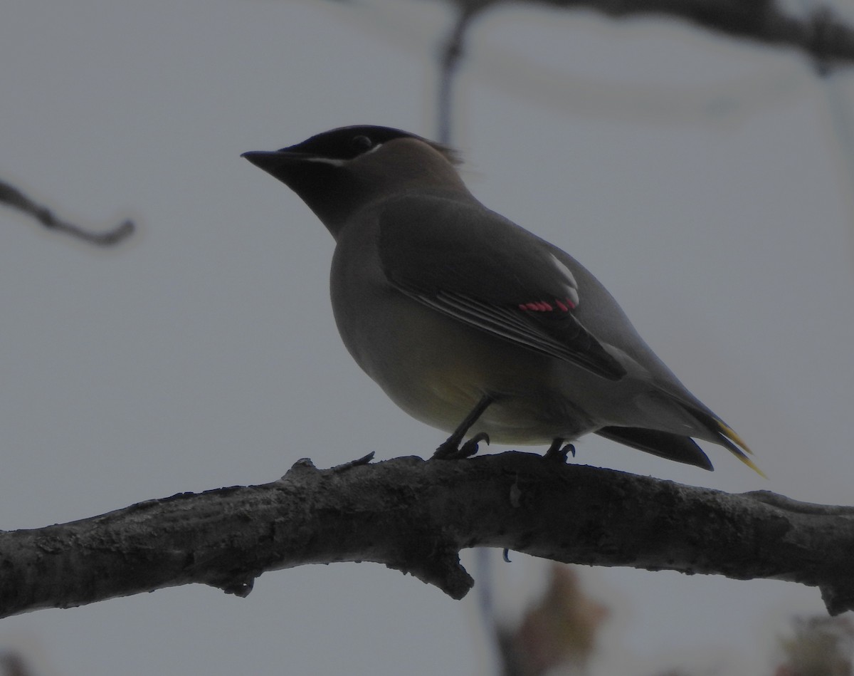 Кедровый свиристель - ML652233350