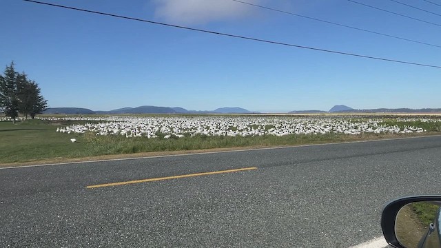 Белый гусь - ML652233365