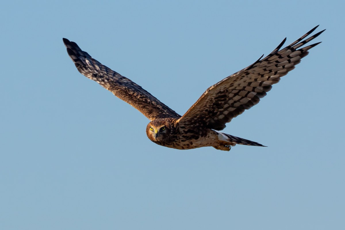 זרון אמריקני - ML652233449