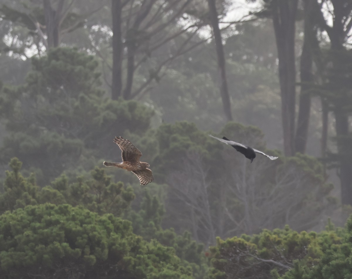זרון אמריקני - ML652233658