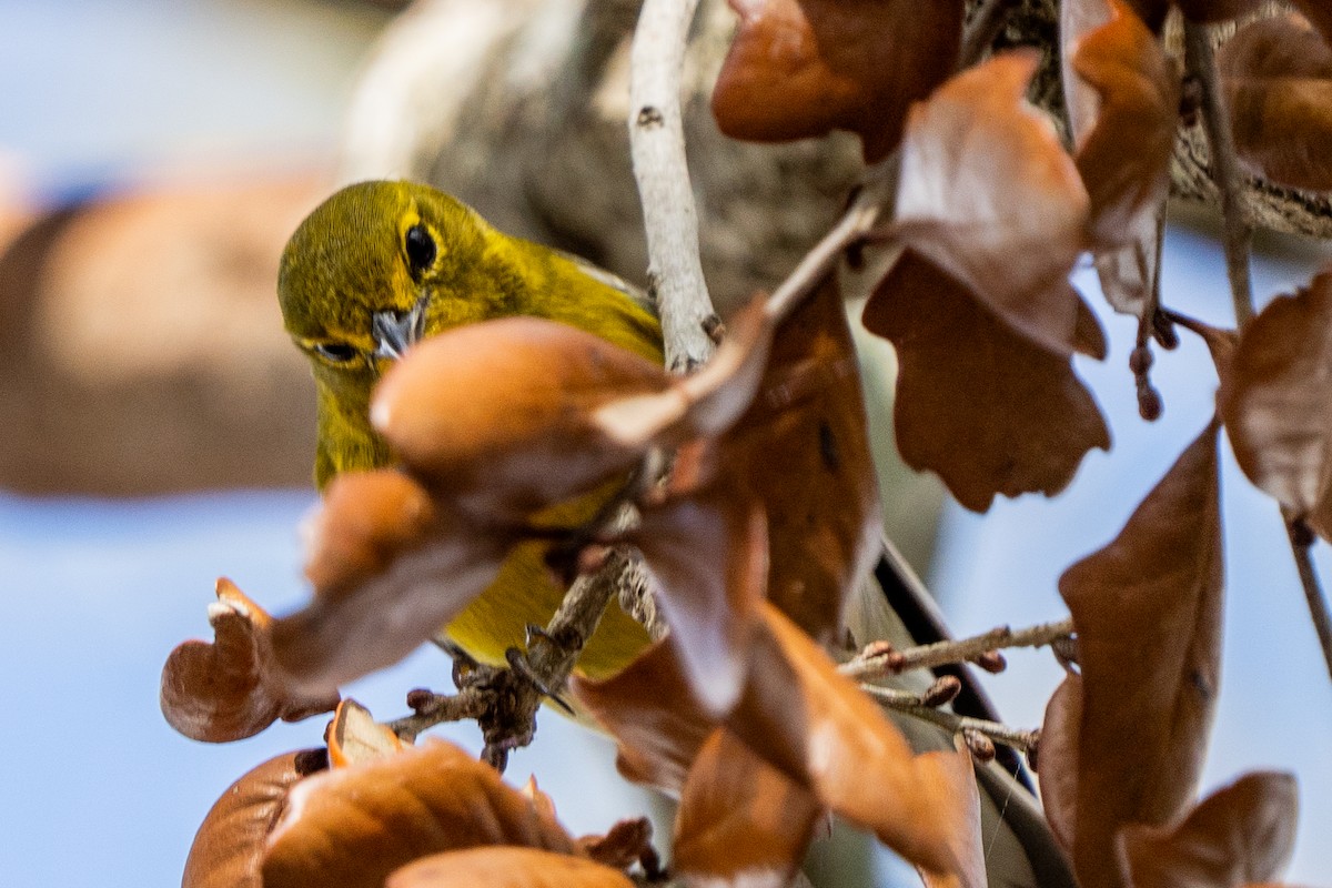 マツアメリカムシクイ - ML652233725