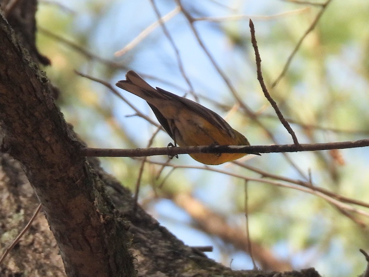 マツアメリカムシクイ - ML652233882