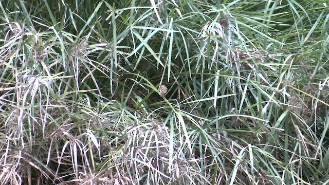 Дроздовидная камышевка - ML652233949