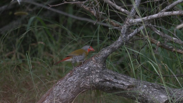 Пёстрый астрильд - ML652234081