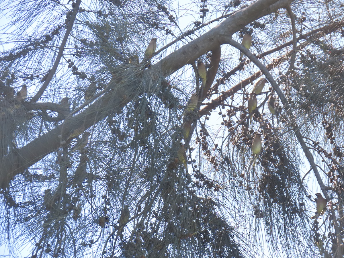 Кедровый свиристель - ML652234152