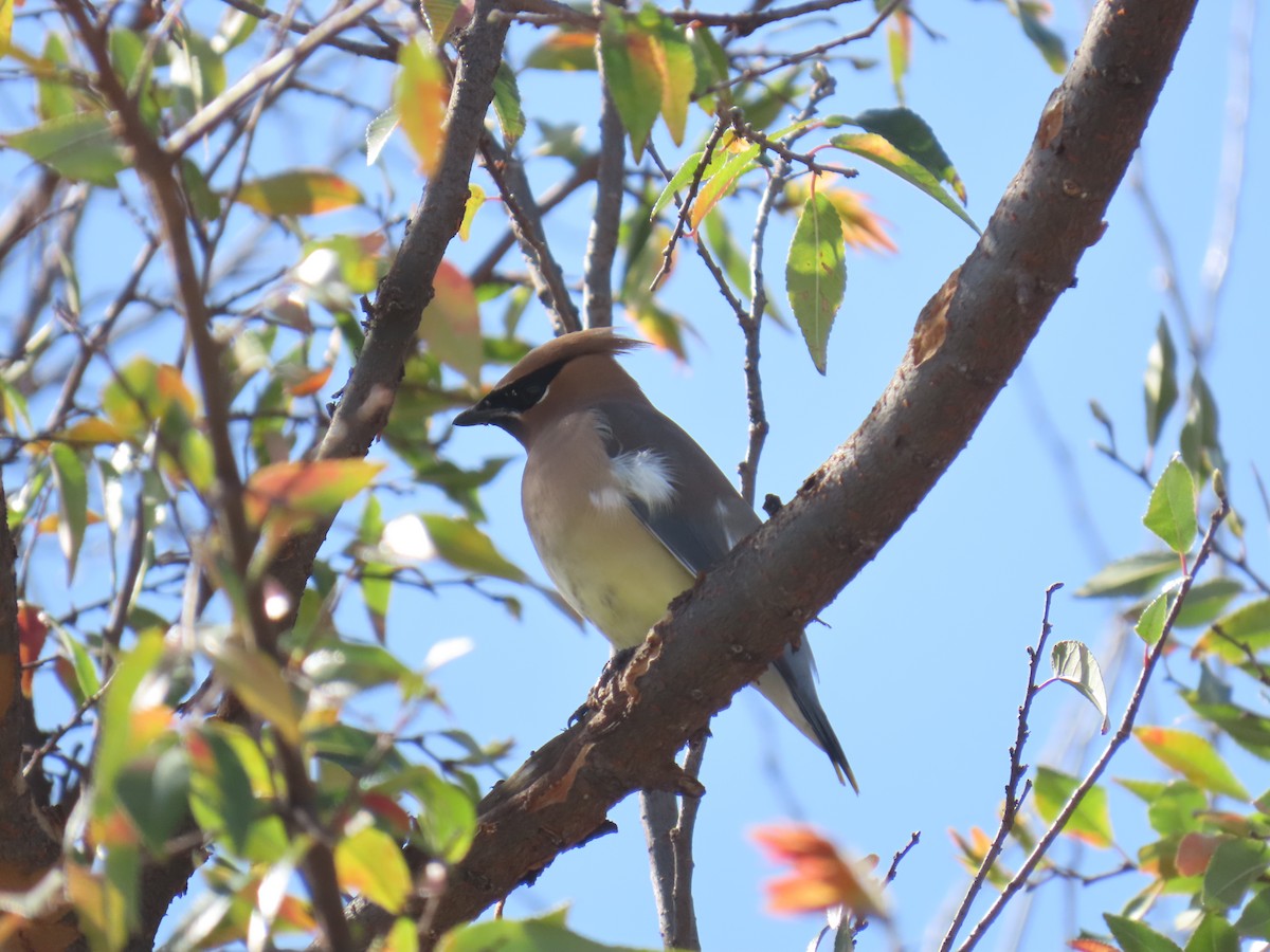 Кедровый свиристель - ML652234186