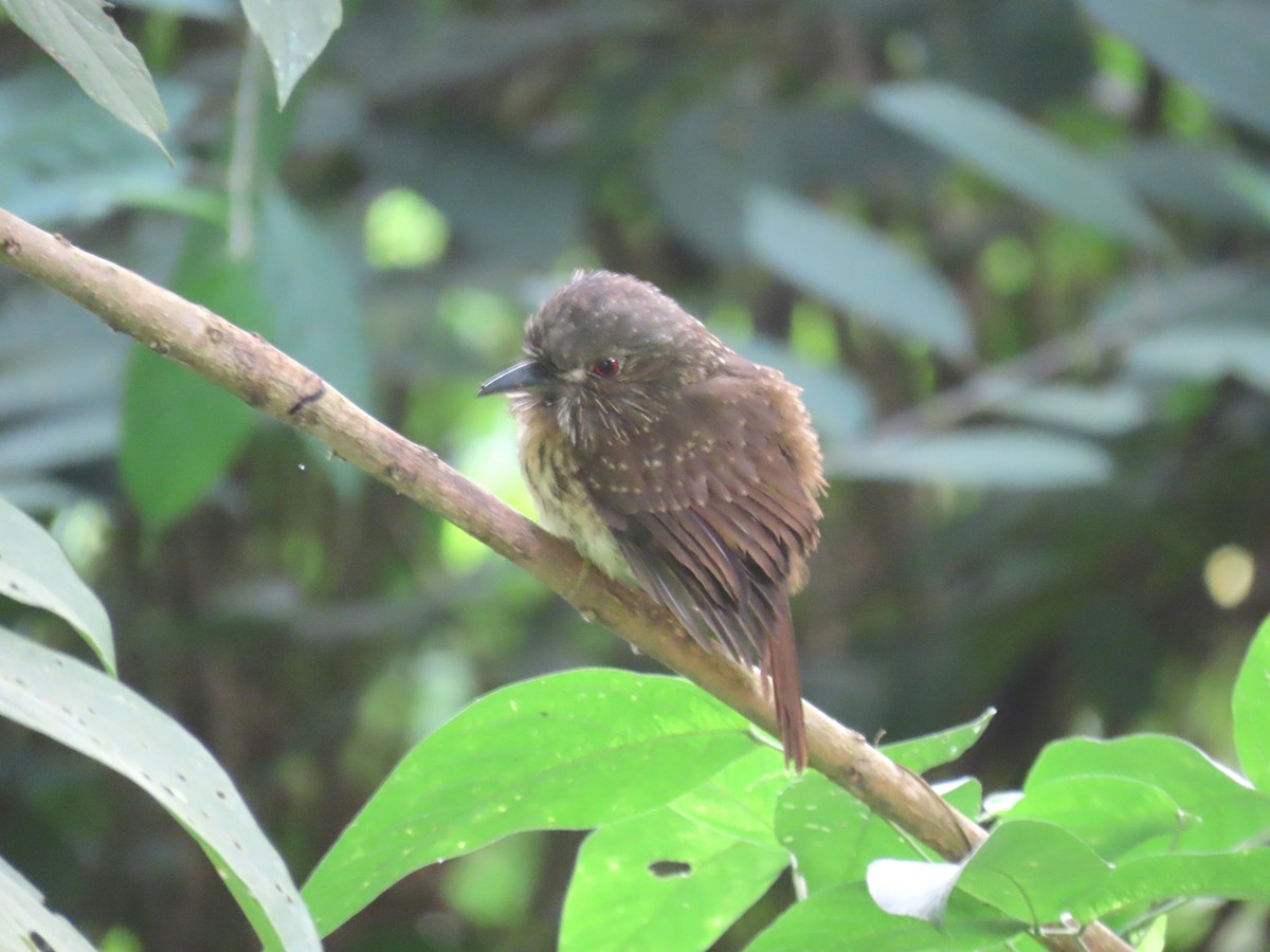 White-whiskered Puffbird - ML652234266
