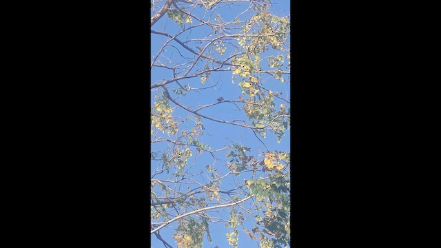 House Sparrow - ML652234343