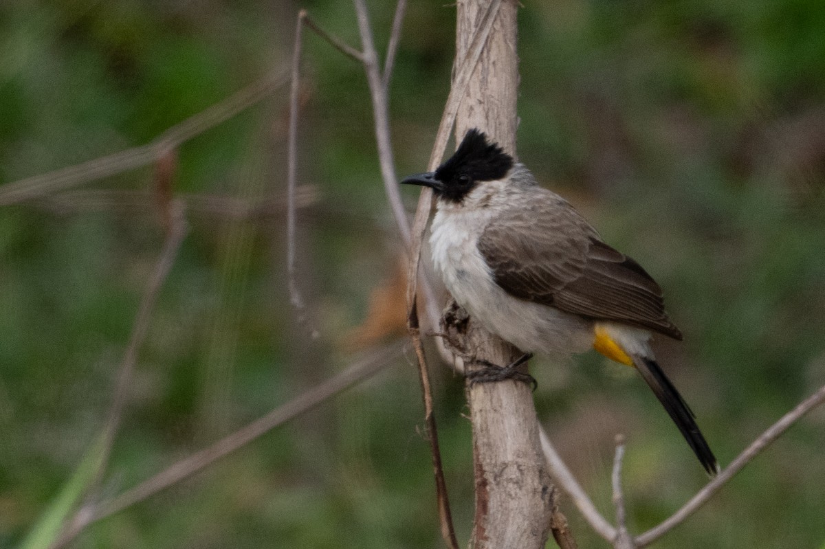 Sooty-headed Bulbul - ML652234480