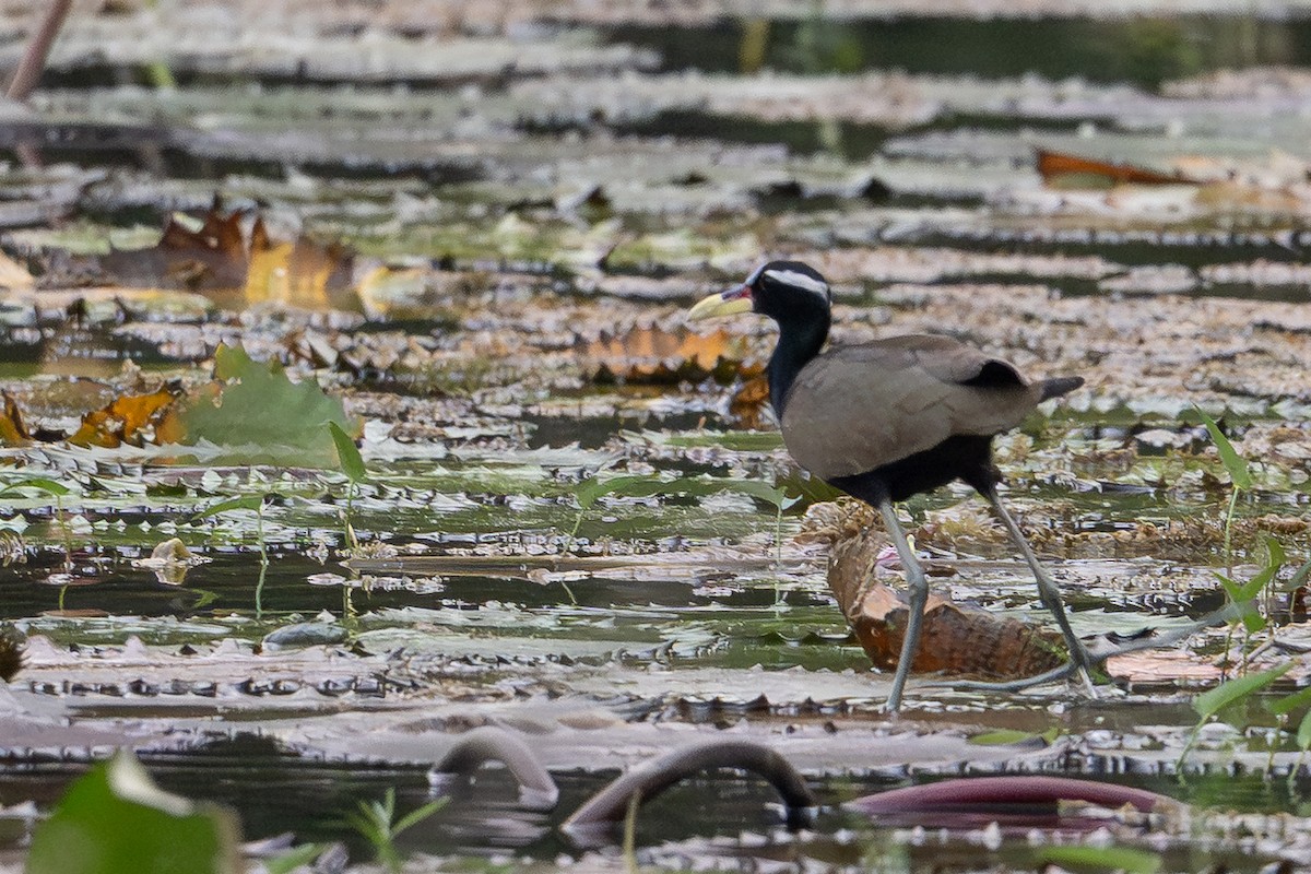 Bronze-winged Jacana - ML652234491