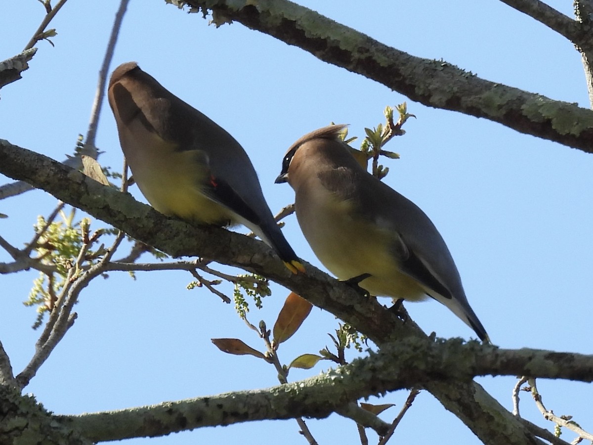 Кедровый свиристель - ML652234526