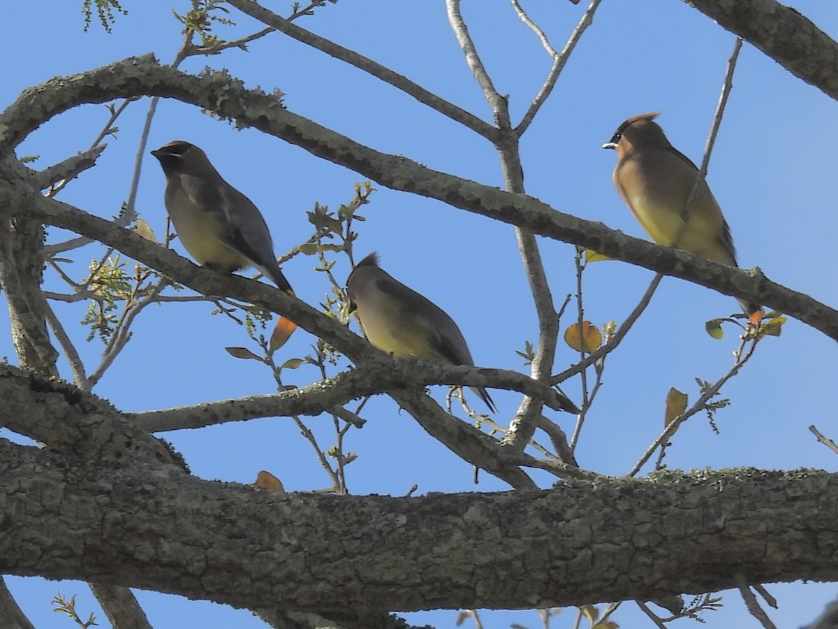 Кедровый свиристель - ML652234527