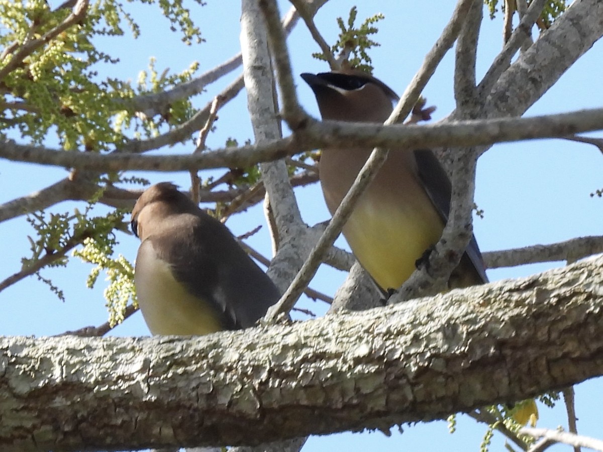 Кедровый свиристель - ML652234528