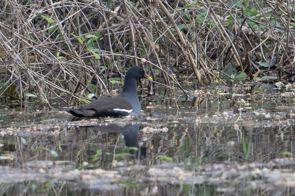 Eurasian Moorhen - ML652234544