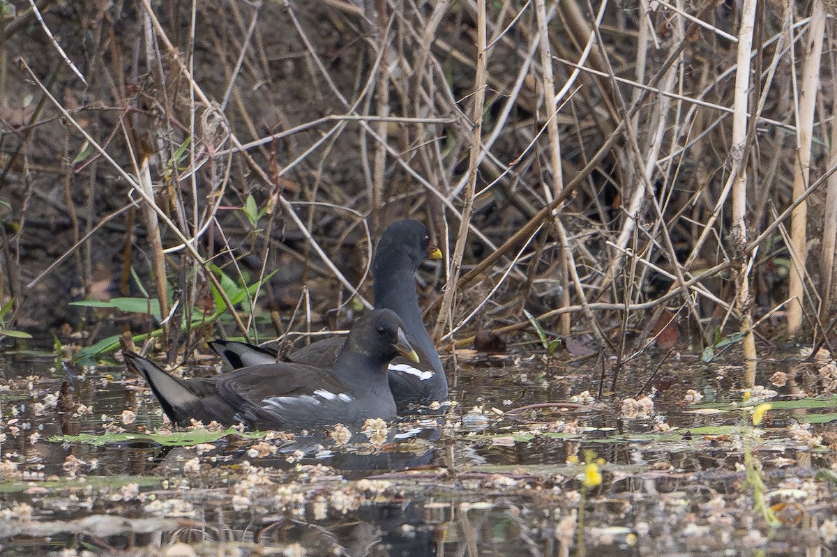 Eurasian Moorhen - ML652234550