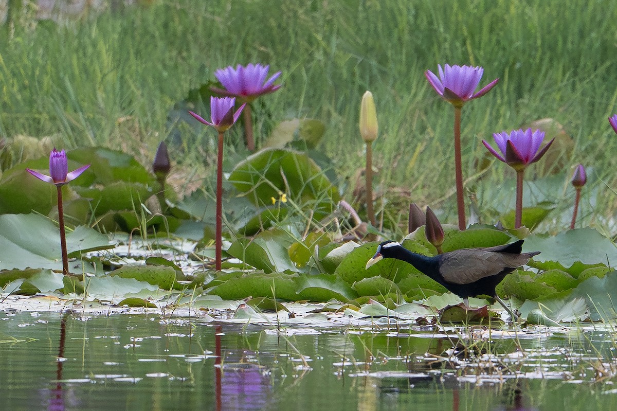 Bronze-winged Jacana - ML652234568