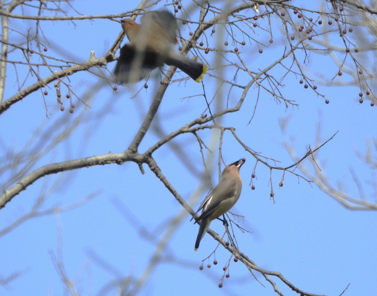 Кедровый свиристель - ML652234616