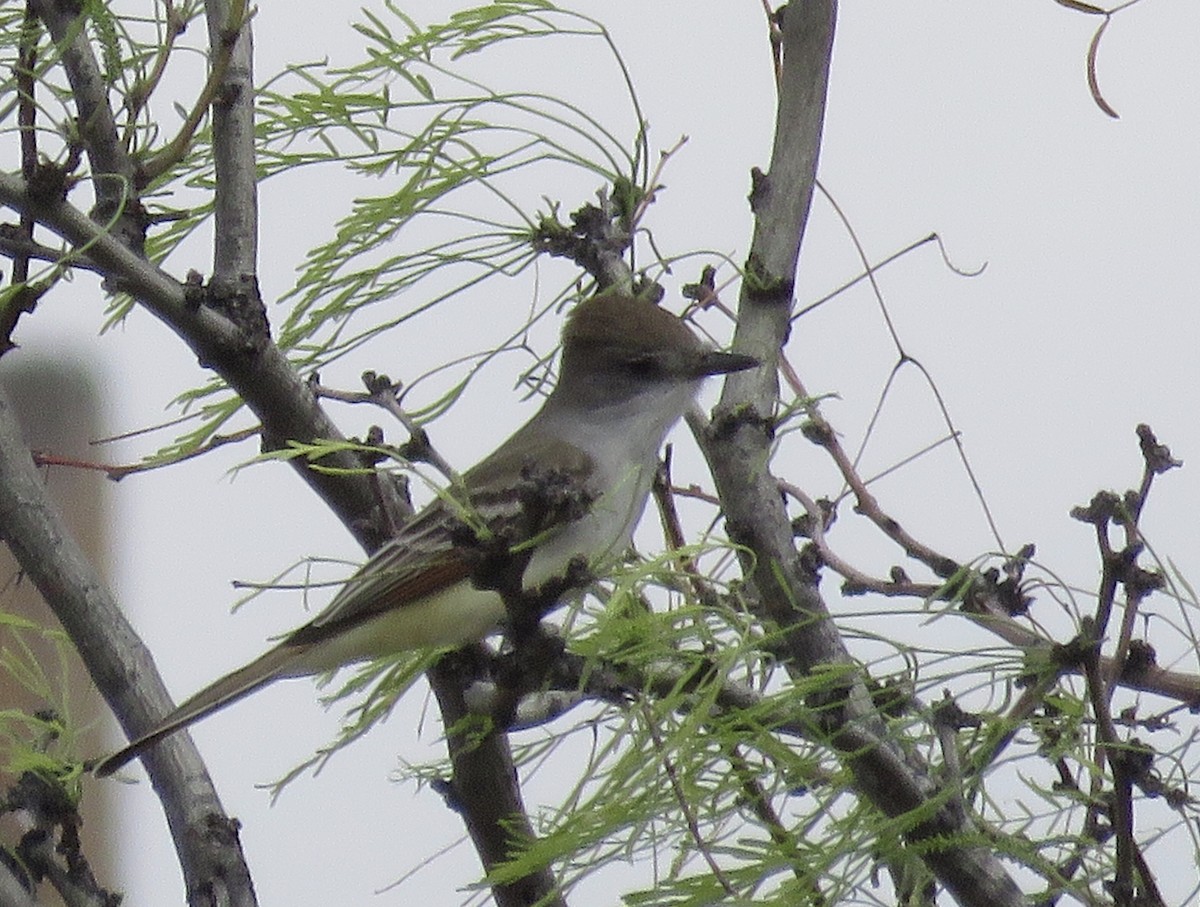 ハイノドヒタキモドキ - ML652234641