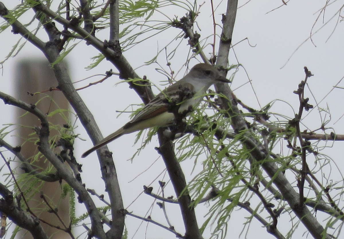 ハイノドヒタキモドキ - ML652234642