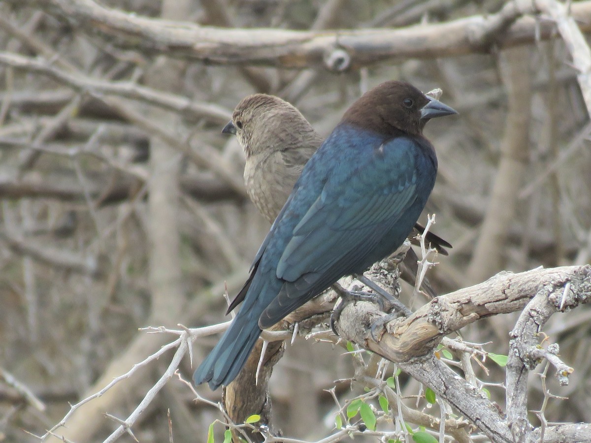 コウウチョウ - ML652234739