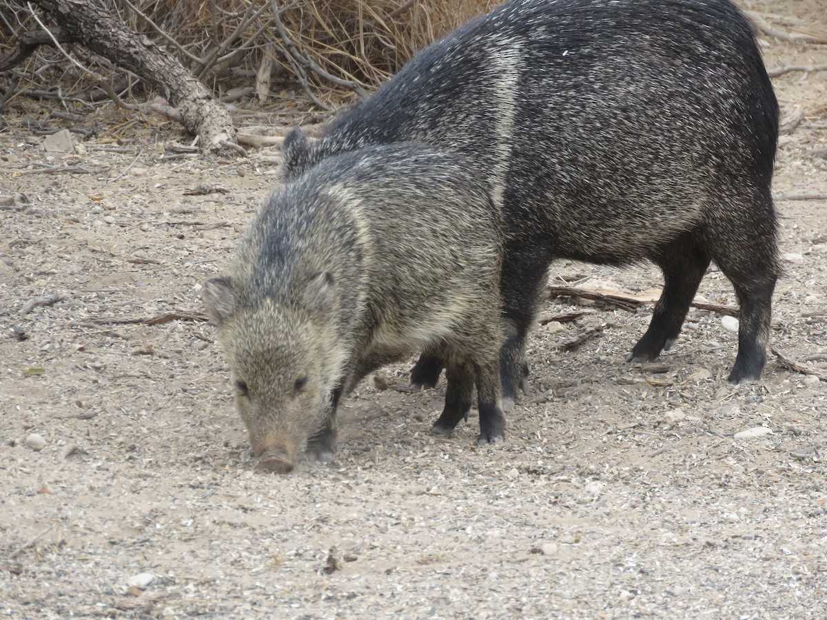 動物界 - ML652234767