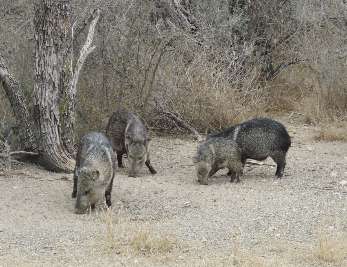 動物界 - ML652234768