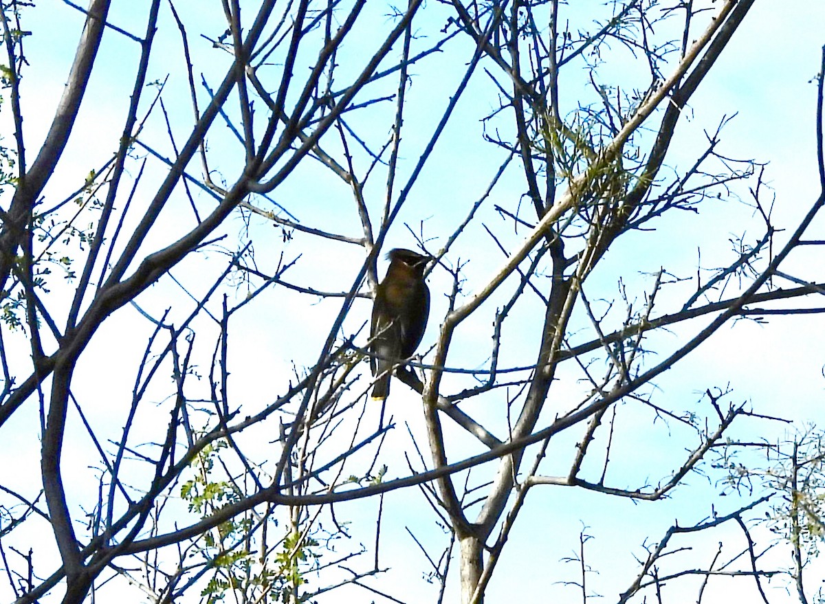 Кедровый свиристель - ML652234998