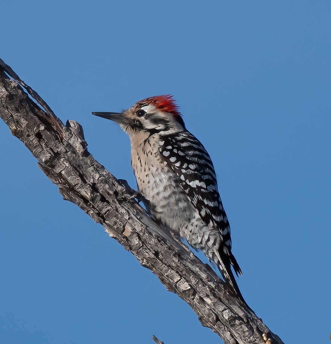 Ladder-backed Woodpecker - ML652235110