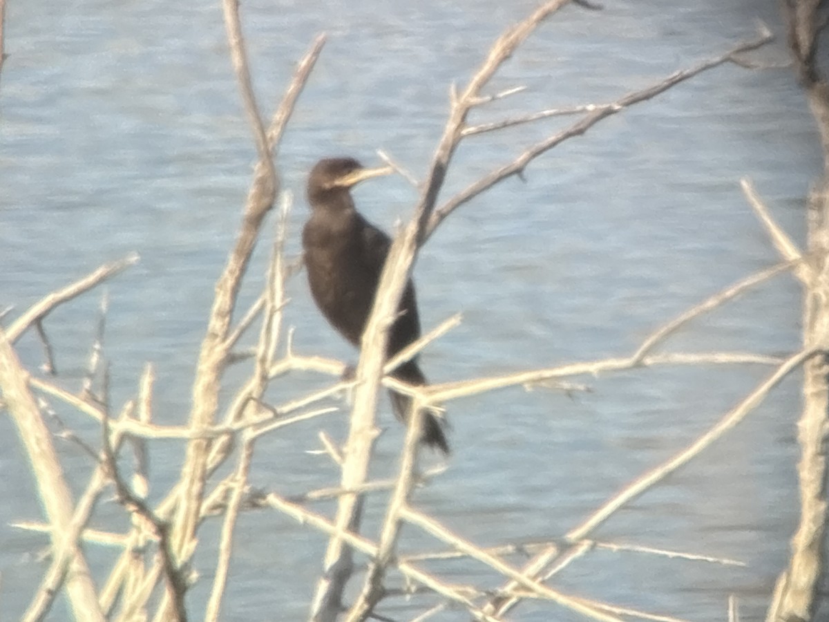 Баклан бразильський - ML652235136