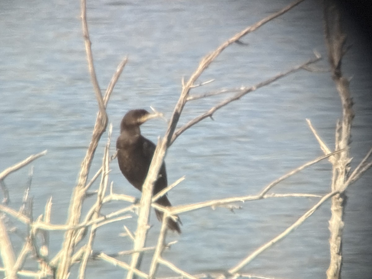 Баклан бразильський - ML652235137