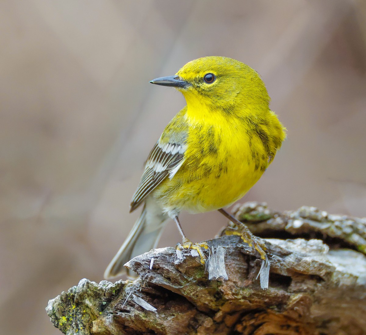 マツアメリカムシクイ - ML652235188