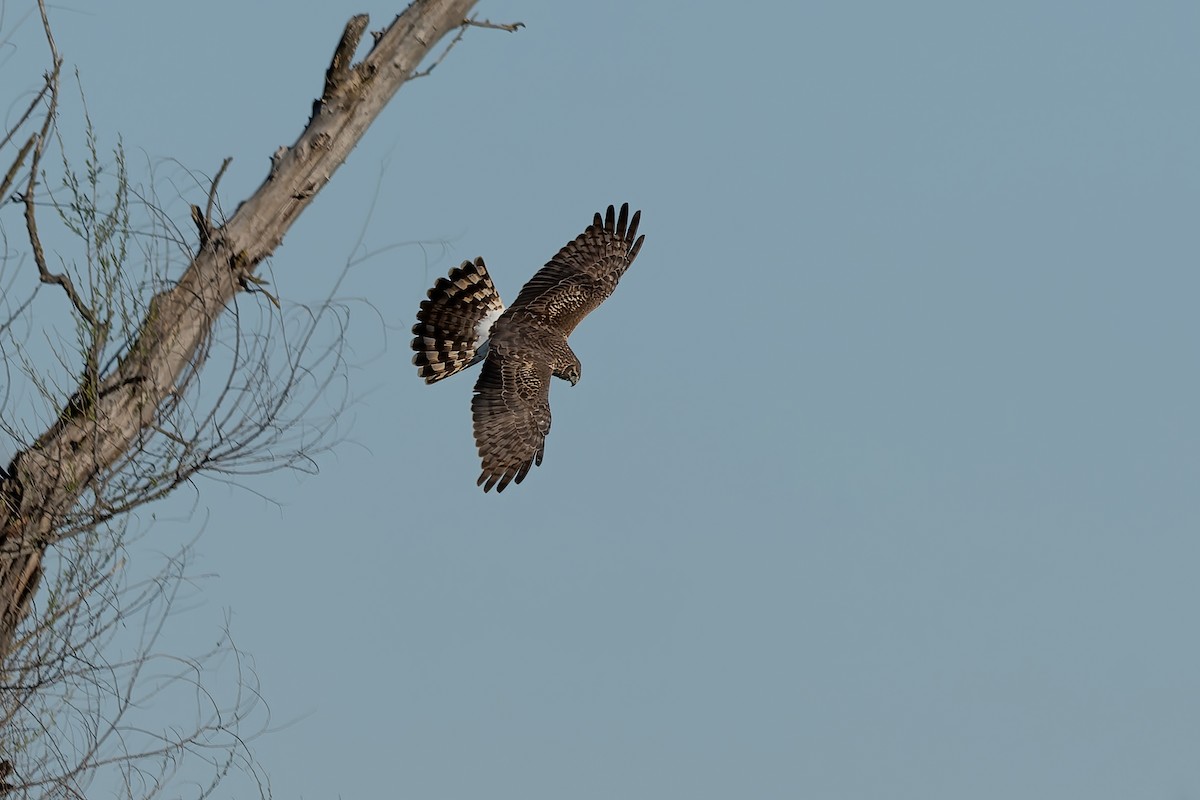 זרון אמריקני - ML652235373