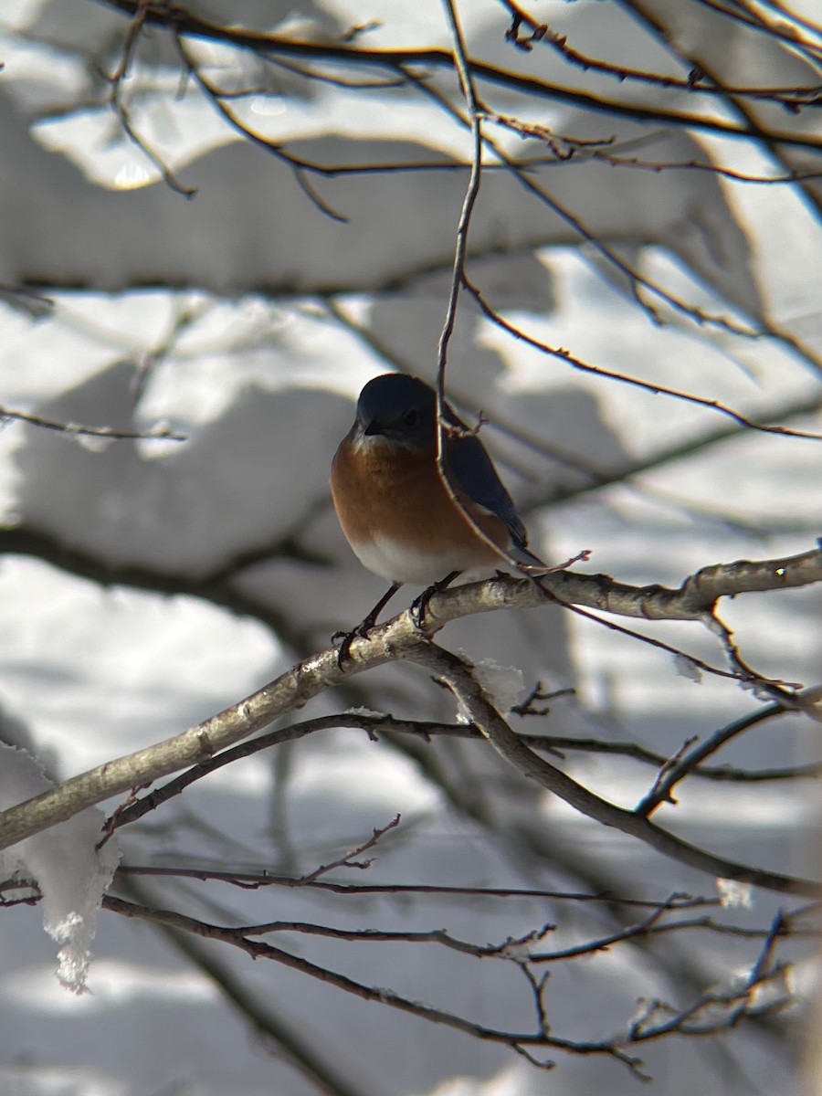 Eastern Bluebird - ML652235559