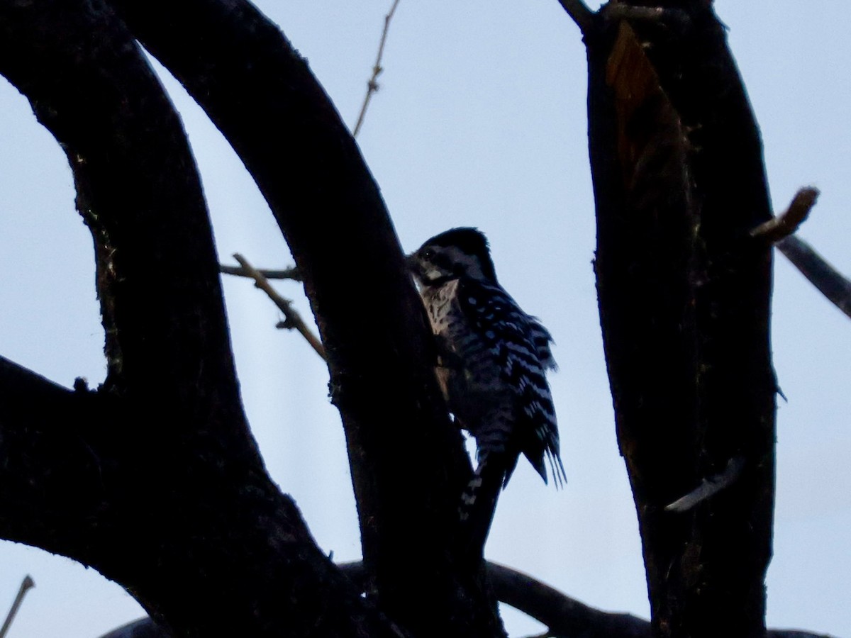 Ladder-backed Woodpecker - ML652235599