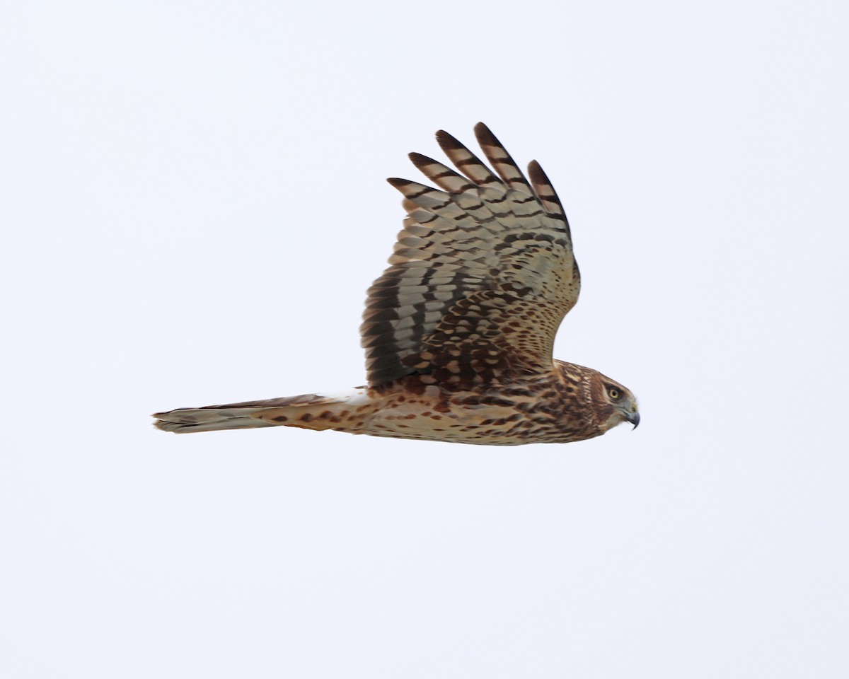 זרון אמריקני - ML652235605