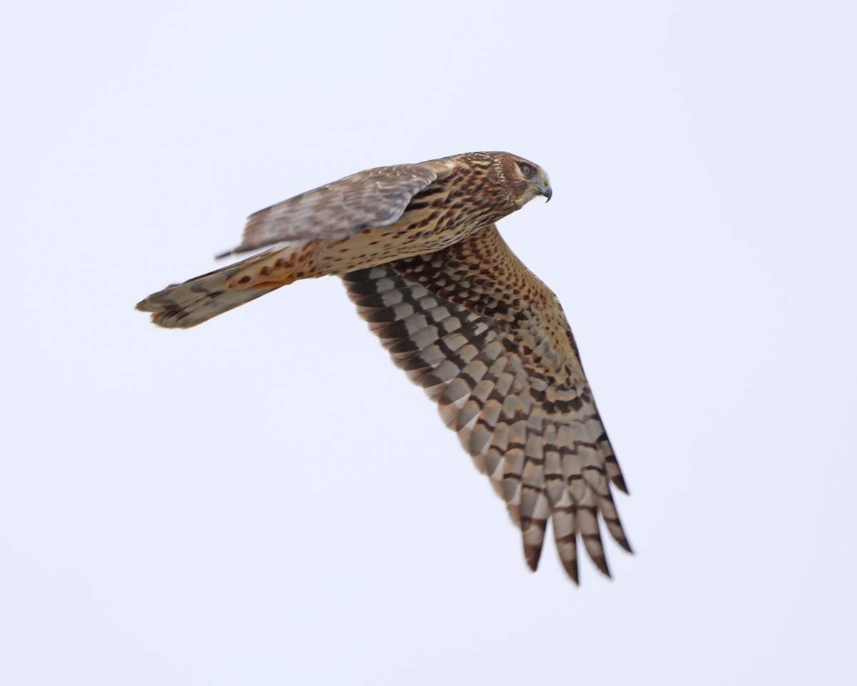 זרון אמריקני - ML652235607